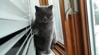 cat clicks blinds back and forth sound