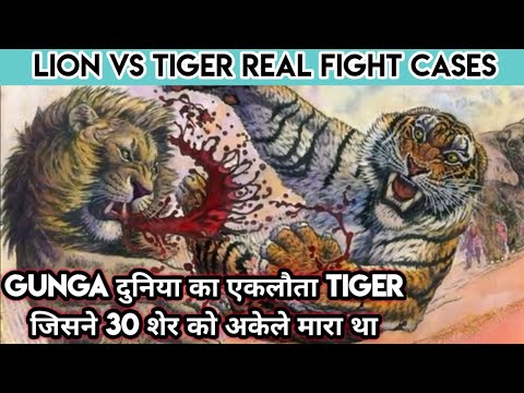 Top 10 Lion vs Tiger Real Fight Cases in History। शेर और बाघ की इतिहास में लड़ी गई दस सच्ची घटना।