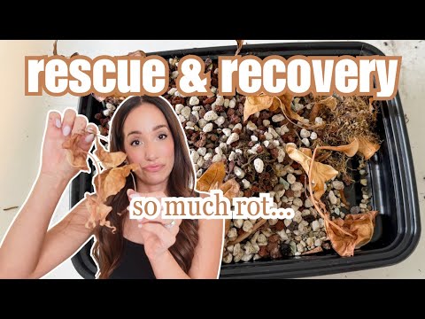 rescue + recovery 🛟🌿 philodendron, alocasia + monstera rehab