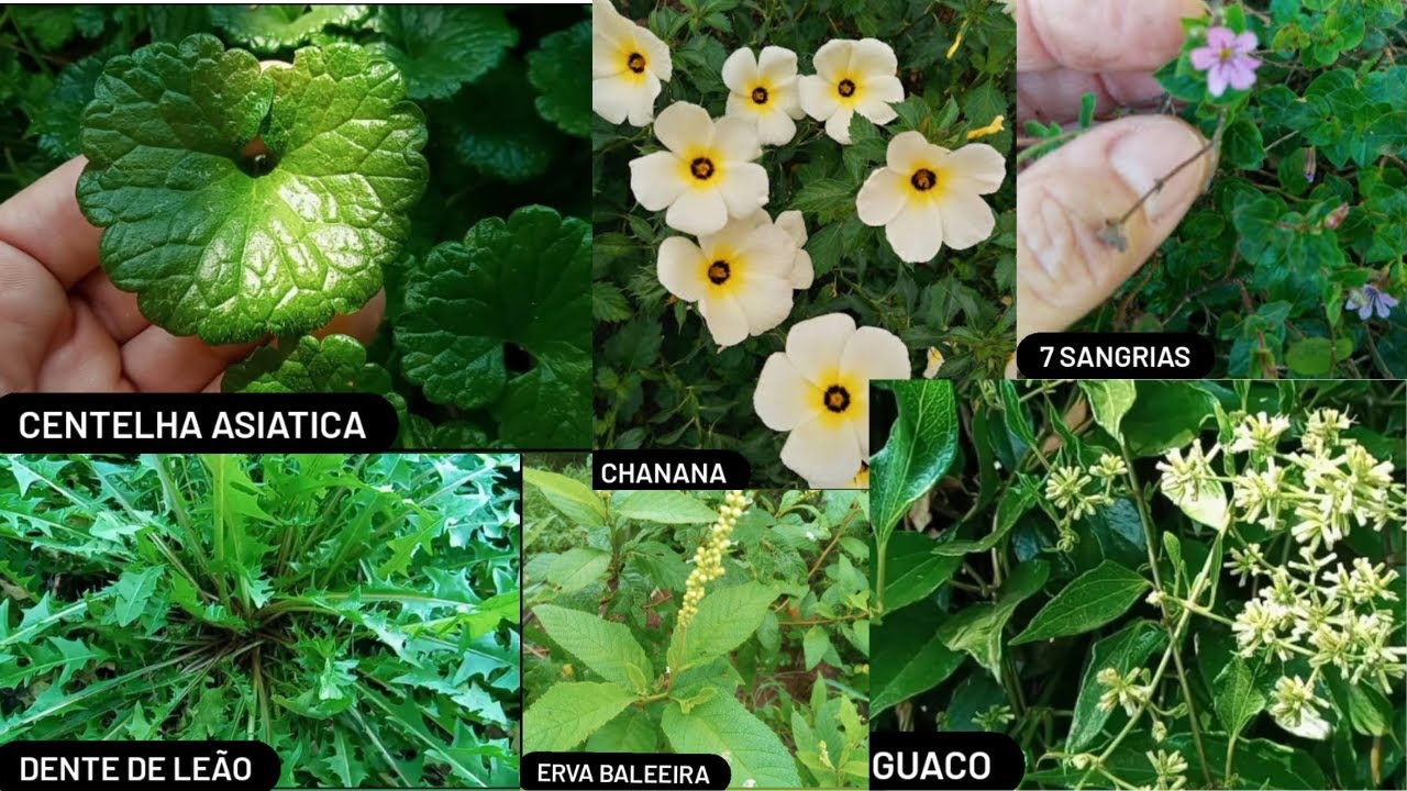 CONFIRA AS SEIS ERVAS MEDICINAIS QUE NÃO PODEM FALTAR NO SEU JARDIM!