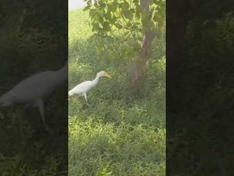 beautiful nature !!#Balkrishna Adhikari.