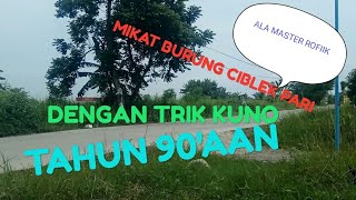 Download lagu CARA MENGATASI BURUNG CIBLEK PARI YANG SUDAH TAU PULUT, DENGAN TRIK PIKAT TAHUN 90'AN,,, mp3