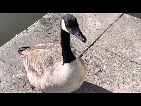 CHÂTEAU De RAMBOUILLET|FRANCE|CASTLE OF RAMBOUILLET |PALACE OF RAMBOUILLET |FRANCE|#Yvellines