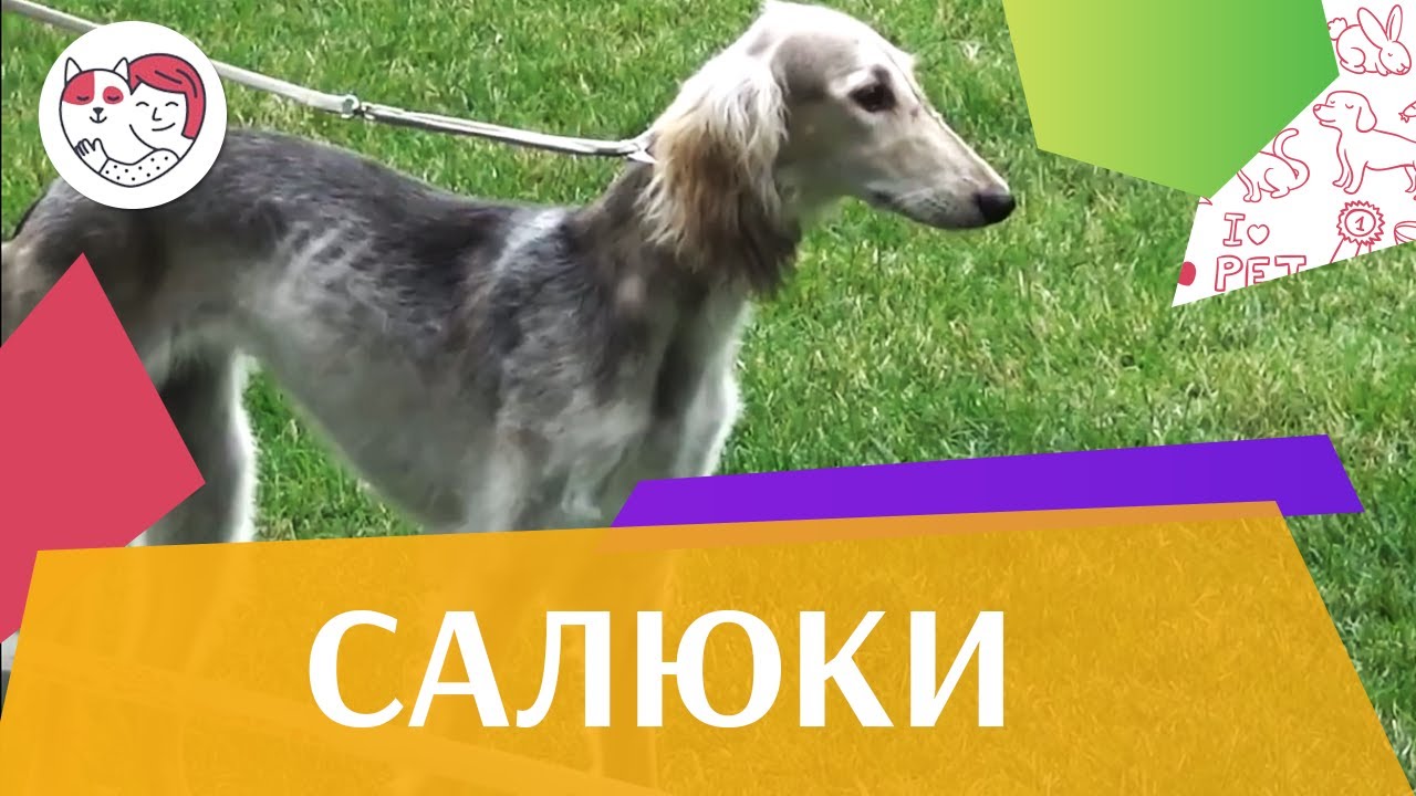 Салюки на ilikepet. Особенности породы, уход
