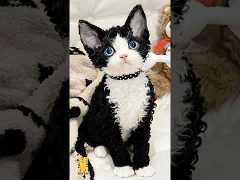 Funny Cat & Cute Kittens668😻 #shorts #kucing #kucinglucu #funny #pet #cat #foryou #viral #viralvideo