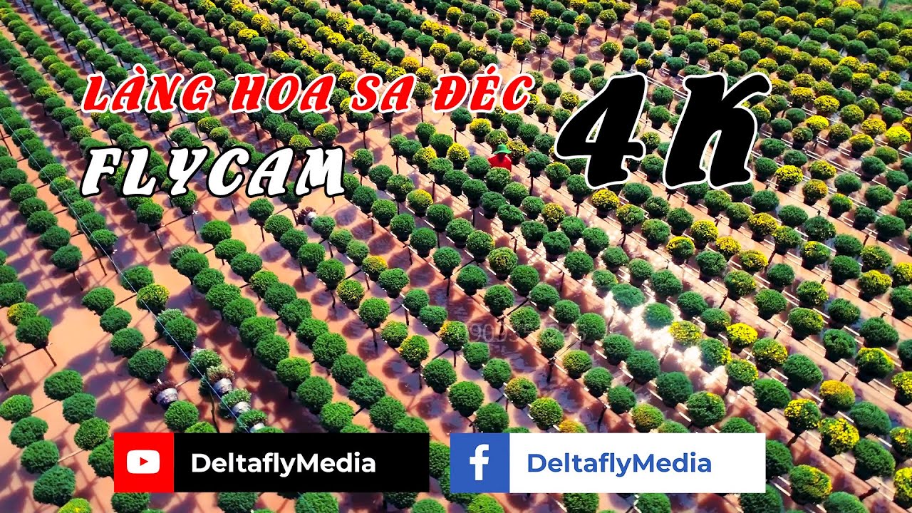 VƯỜN HOA SA ĐÉC FLYCAM - 4K