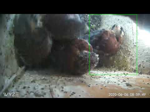 Kestrel chicks taking their first good looks outside the nest box