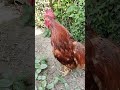 Best Rooster Sound