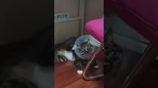 It&#39;s too itchy  Why can&#39;t I scratch the itch #funny #satisfying #cats