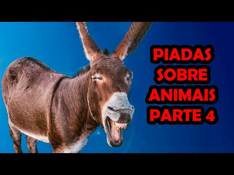 PIADAS SOBRE ANIMAIS PARTE 4 - HUMORISTA THIAGO DIAS