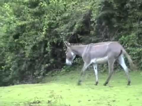 SOÑANDO CON MARIA CASQUITO - TIO PELLO