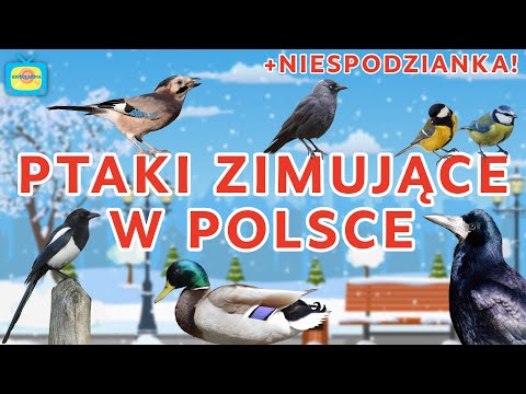 Bajki edukacyjne o przyrodzie - Jakie ptaki zostają w Polsce na zimę?