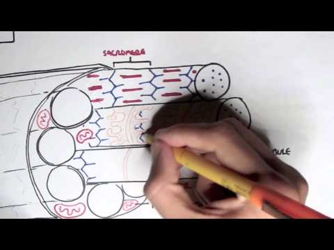 Myology - Skeletal Muscle Contraction