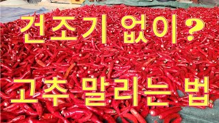 고추 건조기 없이 고추 말리는 방법 #고추건조 #태양초 고추