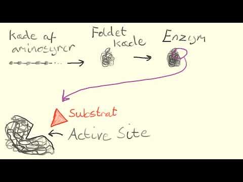 Biokemi - Proteiner: Enzymer | Biotech Academy