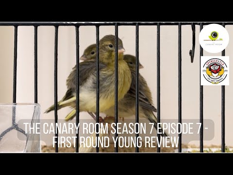 The Canary Room Season 7 Episode 7 - First round young review