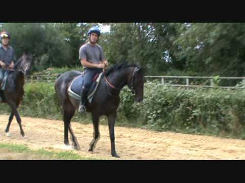 LIVER DANCER   Wathba Stud Farm
