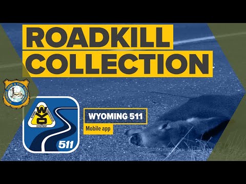 Wyoming 511 App Roadkill Collection Tutorial
