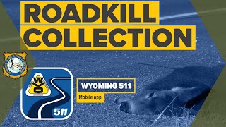 Wyoming 511 App - Roadkill Collection Tutorial