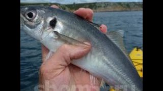 На что ловится ставридка в черном море