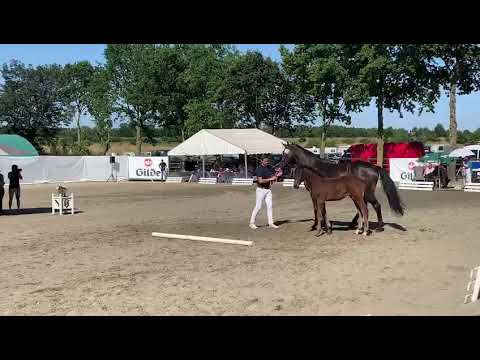 Olaf von Origi d'o /Nekton /Calando1