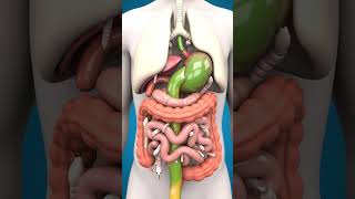 Download lagu Worms in Your Intestines! | 3D Human Digestion Animation mp3 Download lagu Worms in Your Intestines! | 3D Human Digestion Animation mp3