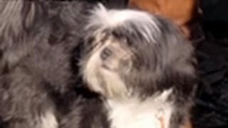 Channeling Dog Spirits | Long Island Medium