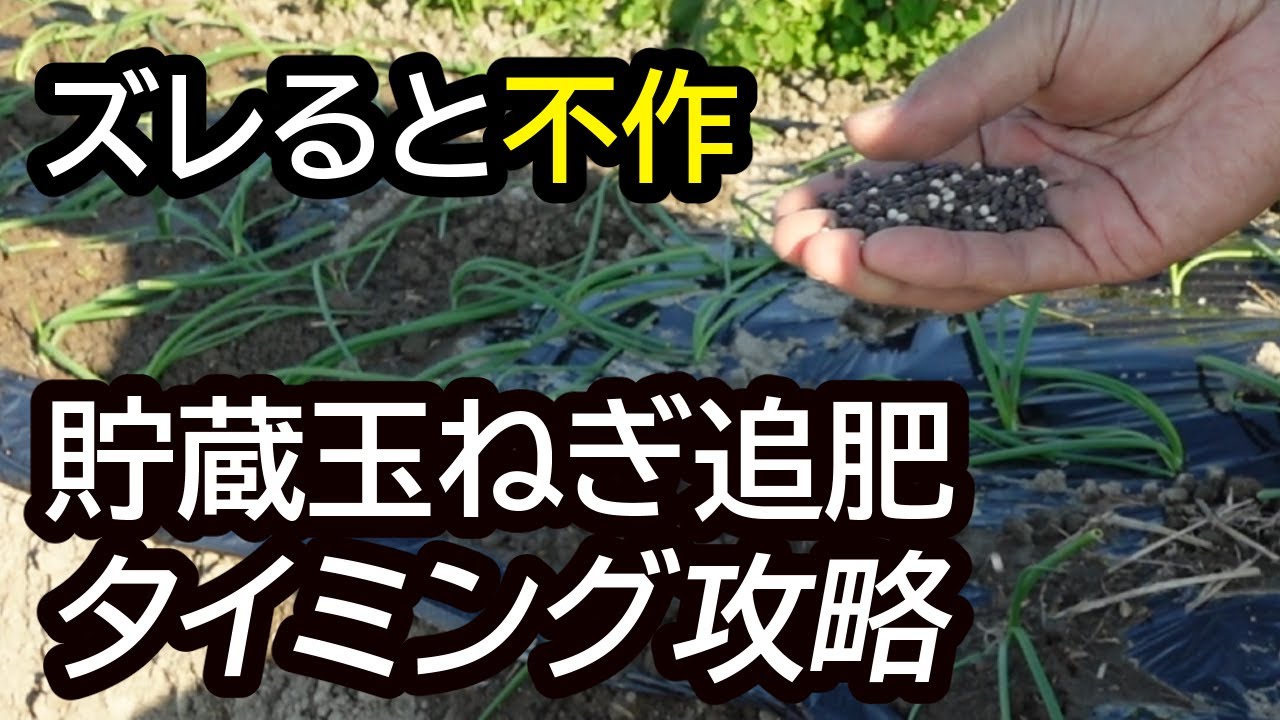 【プロ農家直伝】タマネギの追肥をするなら絶対にこのタイミング！見極める3つの極意