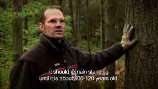 Forests for people Forests for people