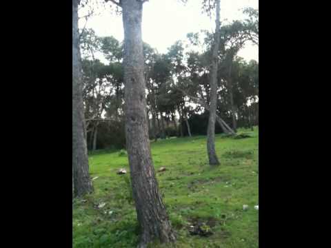 comment monter a un arbre avec equipement