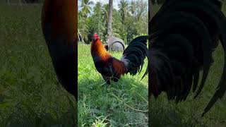 Download lagu prep for 4 cock derby mp3 Download lagu prep for 4 cock derby mp3
