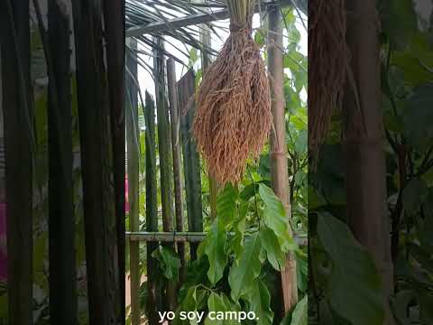 cuadros vivos de Galeras-Sucre #amoelcampo