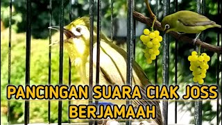 Download lagu PANCINGAN SUARA CIAK CIAK KECIAL KUNING JUARA ‼️MASTERAN CIAK CIAK AMBARAN UNTUK KECIAL KUNING MACET mp3 Download lagu PANCINGAN SUARA CIAK CIAK KECIAL KUNING JUARA ‼️MASTERAN CIAK CIAK AMBARAN UNTUK KECIAL KUNING MACET mp3