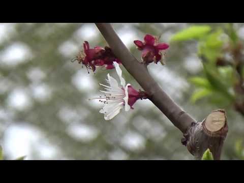 MARK KNOPFLER and VAN MORRISON, new, 6 times, THE LAST LAUGH, Lyrics beneath