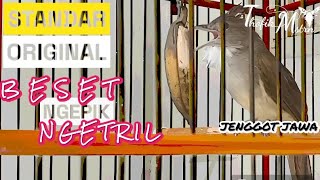 Download lagu Masteran Handal Cucak jenggot jawa ‼️ Gacor jernih standar besetan ngepik Ngetril mp3 Download lagu Masteran Handal Cucak jenggot jawa ‼️ Gacor jernih standar besetan ngepik Ngetril mp3
