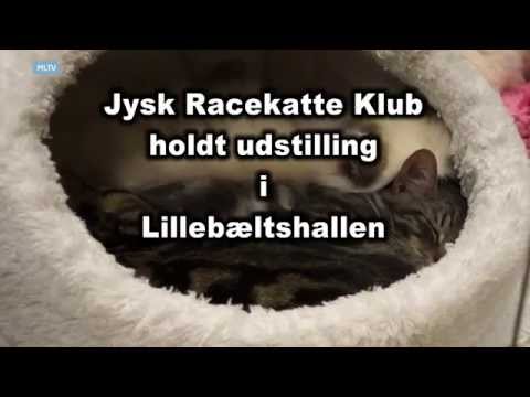 download lagu mp3 mp4 Racekatte Til Salg, download lagu Racekatte Til Salg gratis, unduh video klip Racekatte Til Salg