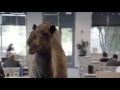 Geico - Hump Day REMIX "Guess What Day It Is ...