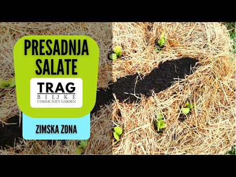 LETTUCE TRANSPLANTING - WINTER ZONE