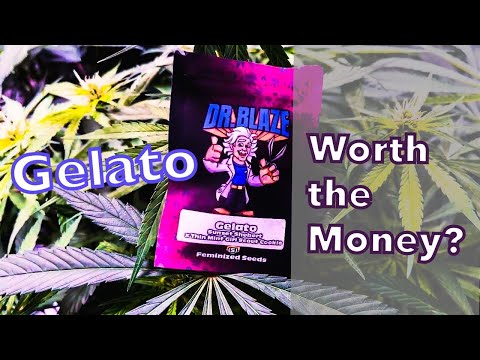 Gelato by Dr Blaze...So Far | Worth The Money? #drblaze #420 #seedsherenow