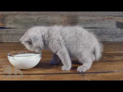 Baby Kittens drink milk from bowl, 7 weeks old, 4K