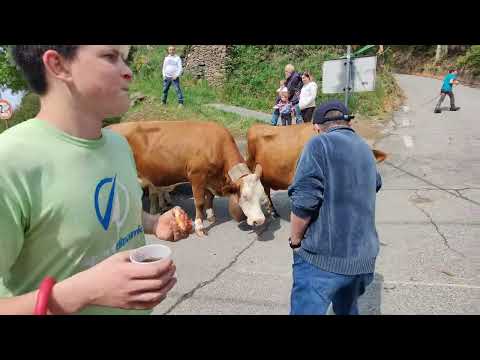 Transumanza Armeno - Coiromonte azienda agricola "Lavarini"