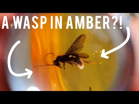 Ancient Insects Trapped In Amber!!