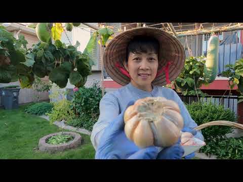 , title : 'Thu hoạch bí đao khủng, chia sẻ cách trồng tỏi để kịp xuân năm sau thu hoạch 🇨🇦709》  Vườn Rau Việt'