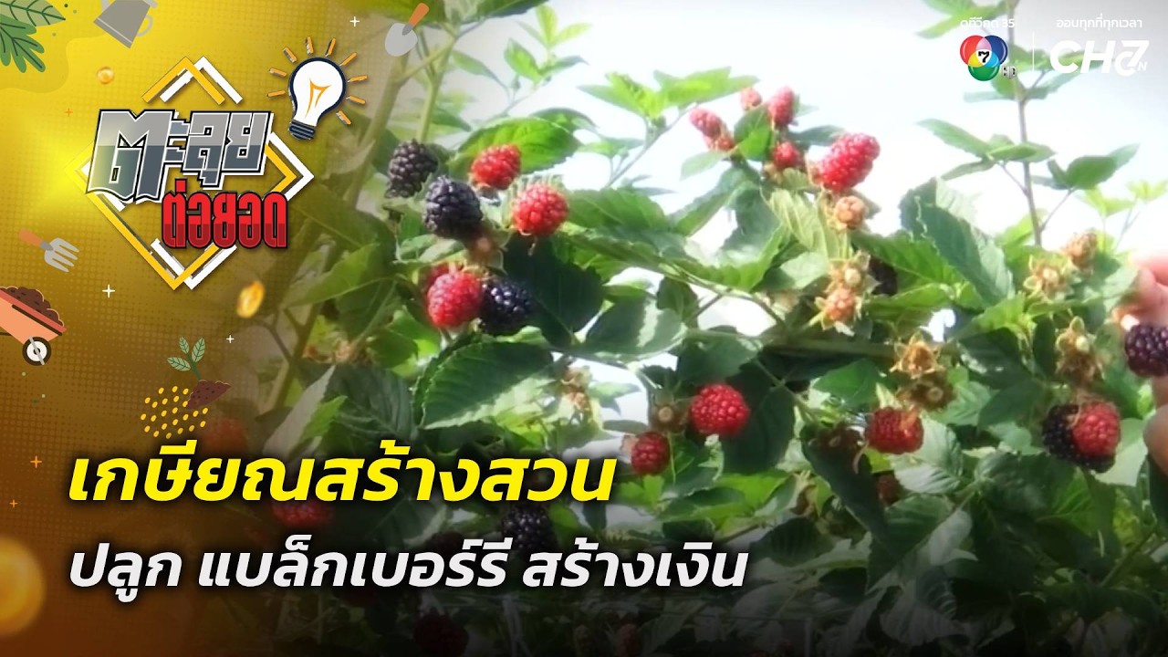 เกษียณสร้างสวน ปลูก แบล็กเบอร์รี สร้างเงิน | ตะลุย?