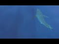 For The First Time In 30 Years Great White Shark Off Mallorca