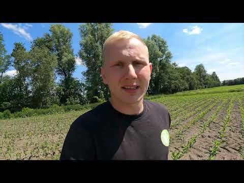OKF im Mais - Wie sieht die Rapid Breitsaat aus ?