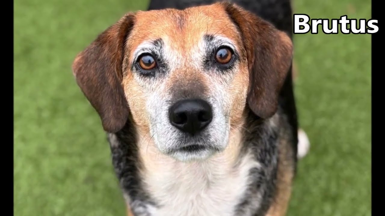 Enlarge Brutus, a Adoptable Beagle in Nashville, IN video 4/4