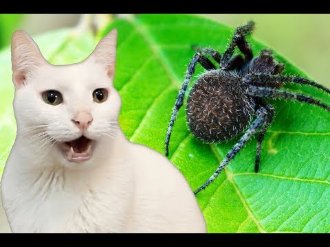 Cats Sing Itsy Bitsy Spider | Nursery Rhymes - Cats Version