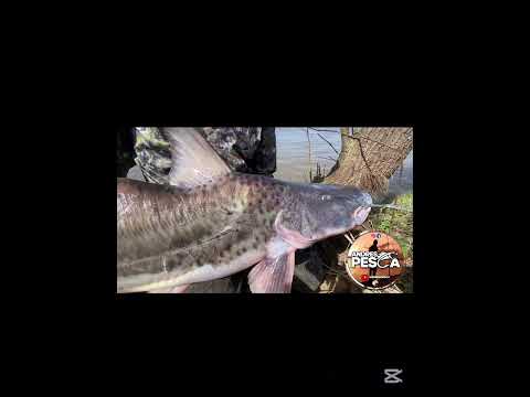 Villa constitución Santa Fe #pesca #carretesdepesca #fishing #pescasub #carp #fish #fish #amigos