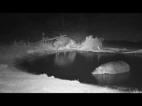 Djuma: Two Hippos leaving the pan - 05:24 - 07/28/19